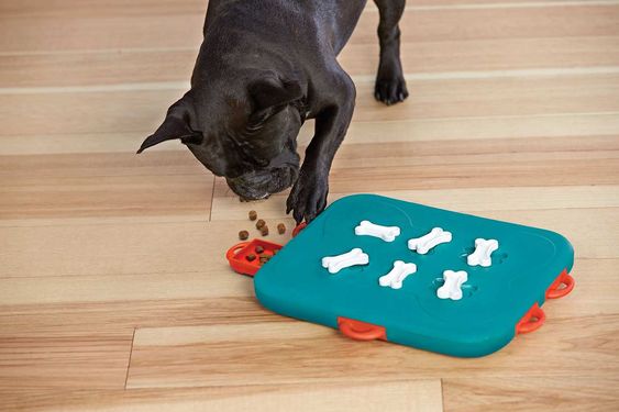 Fun and Engaging Games to Play with Your Dog image