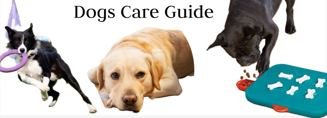 Dogs Care Guide