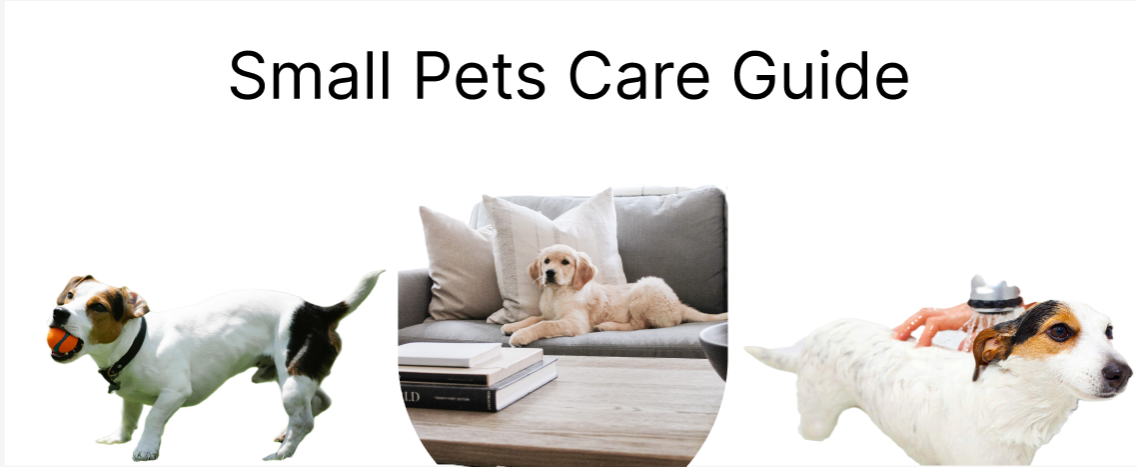 Small Pets Care Guide